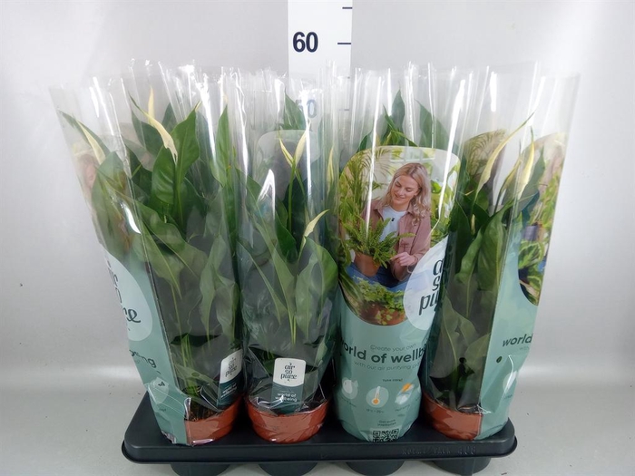 <h4>Spathiphyllum 'Pico Cupido'</h4>