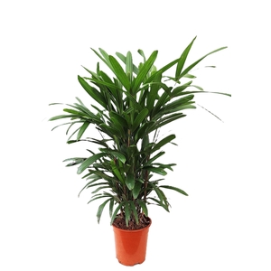 Rhapis excelsa