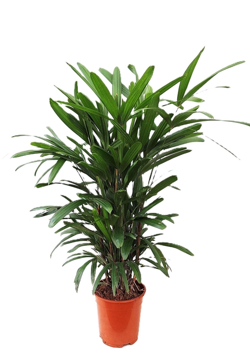 <h4>Rhapis excelsa</h4>