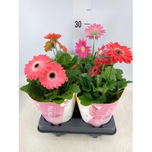 Gerbera  'Colourgame'   ...mix