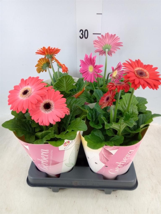 <h4>Gerbera 'Colourgame' ...mix</h4>