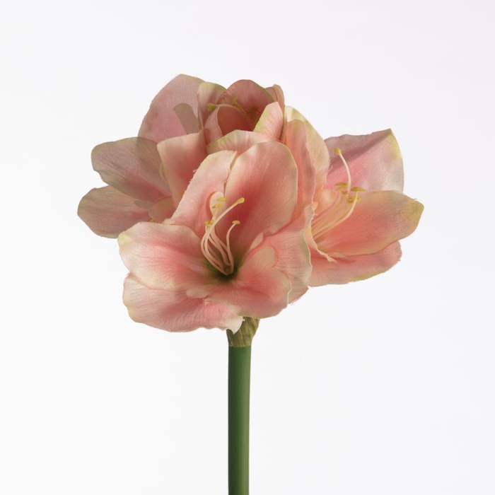 Af Amaryllis L66cm Pink