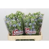 Oxypetalum Tweedia Blue