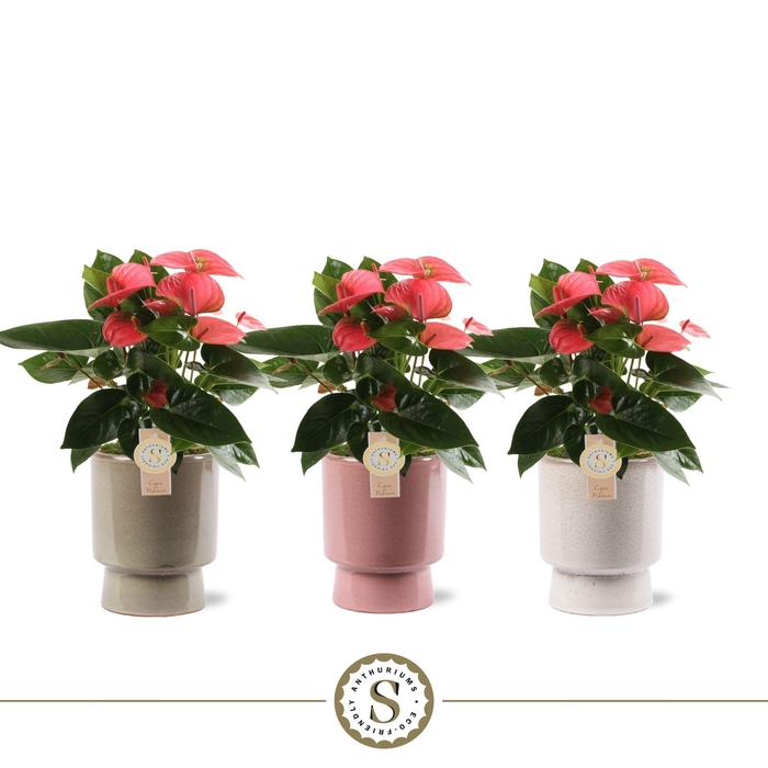 <h4>Toulouse Keramiek Pink</h4>