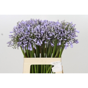 Agapanthus Silberpfeil