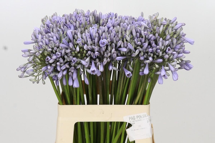 <h4>Agapanthus Silberpfeil</h4>