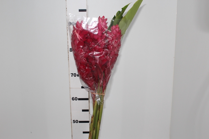 <h4>ALPINIA PURPURATA VERMELHA</h4>