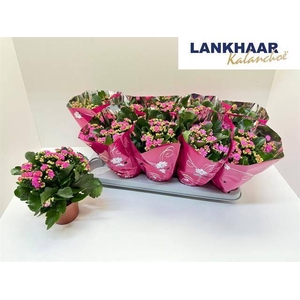 KAL GE PERFECTA PURP