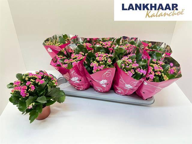 <h4>KAL GE PERFECTA PURP</h4>