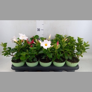 Mandevilla am. 'Sundav'  ...mix