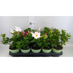 Mandevilla am. 'Sundav'  ...mix