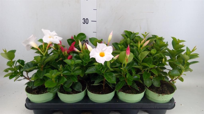 <h4>Mandevilla am. 'Sundav'  ...mix</h4>