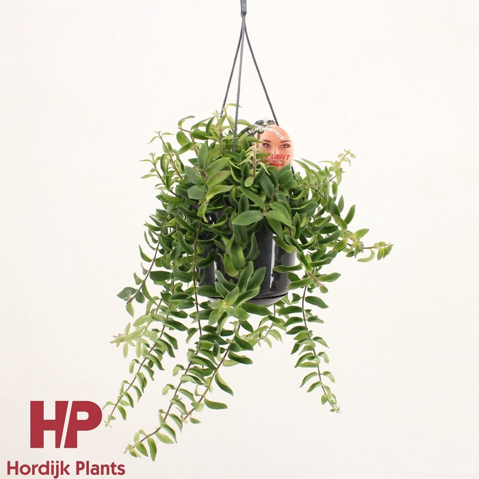 <h4>Aeschynanthus  'Twister'</h4>