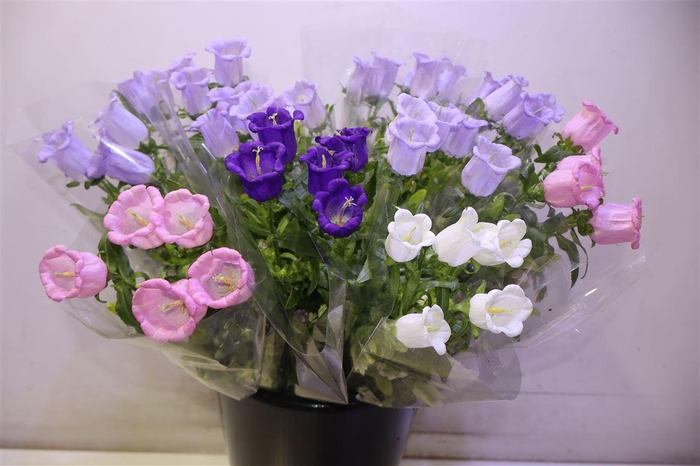 <h4>Camp Medium Gem</h4>