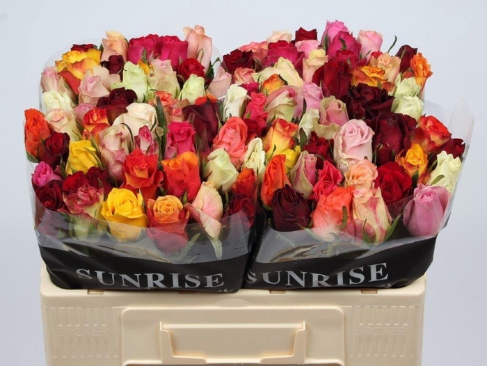 <h4>R GR GEM IN BOS</h4>