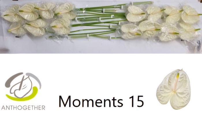 <h4>ANTH A MOMENTS</h4>