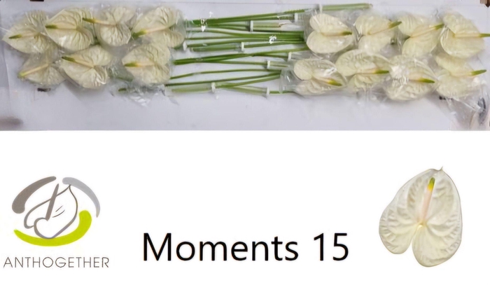 <h4>Anthurium Moments</h4>