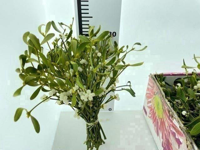 <h4>VISCUM ALBUM BS</h4>