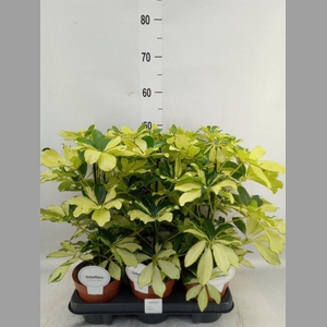 Schefflera arbor. 'Melanie'