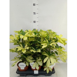 Schefflera arbor. 'Melanie'