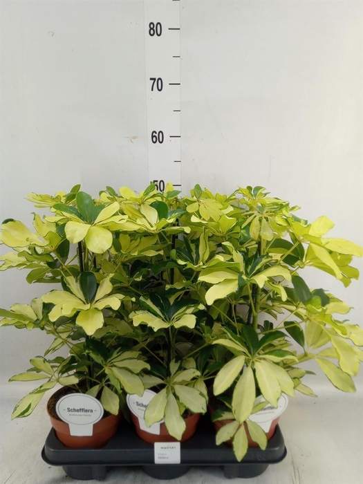 <h4>Schefflera arbor. 'Melanie'</h4>