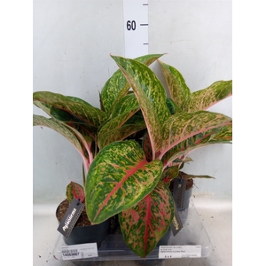 Aglaonema   ...