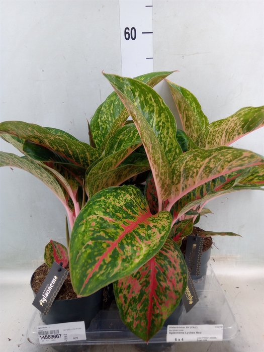 <h4>Aglaonema   ...</h4>
