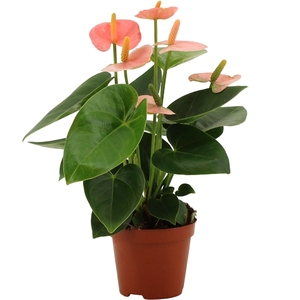 Anthurium Spirit in transparant sleeve