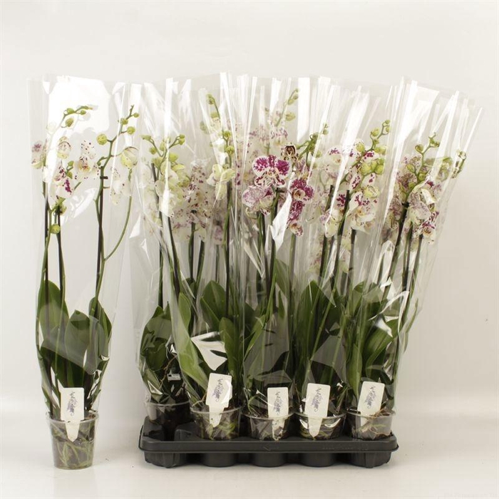 <h4>PHAL AN MARRAKESH</h4>