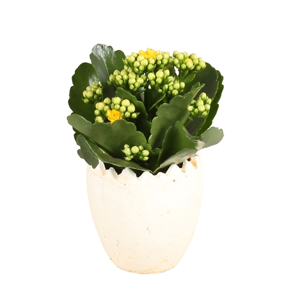 <h4>Easter Arr. Indoor Ceramic Half Egg Ø09cm with 1PP</h4>