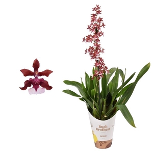 Oncidium 'Cherry Baby' 1 tak 12 cm met blad spikel