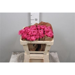 R Tr Julieta Cerise