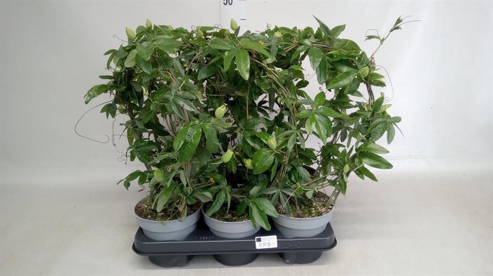 <h4>Passiflora caerul.</h4>