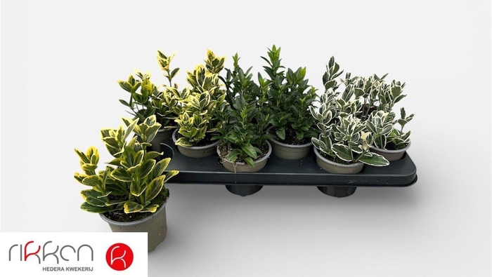 <h4>EUONYMUS JAP GEM</h4>