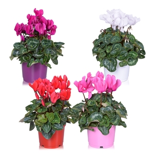 Cyclamen Allure Gemengd (diameter 17.5 cm)