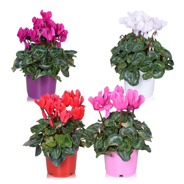 <h4>Cyclamen Allure Gemengd (diameter 25 cm)</h4>
