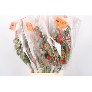 Papaver. Orange Ex Per Stem