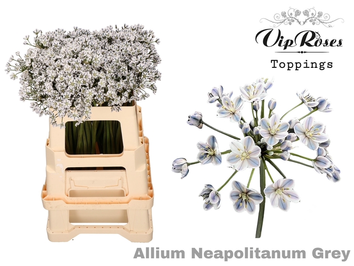 ALLIUM NEAPOLITANUM GREY L55cm