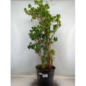Crassula ovata