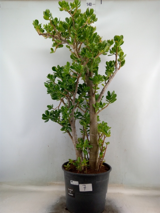 <h4>Crassula ovata</h4>