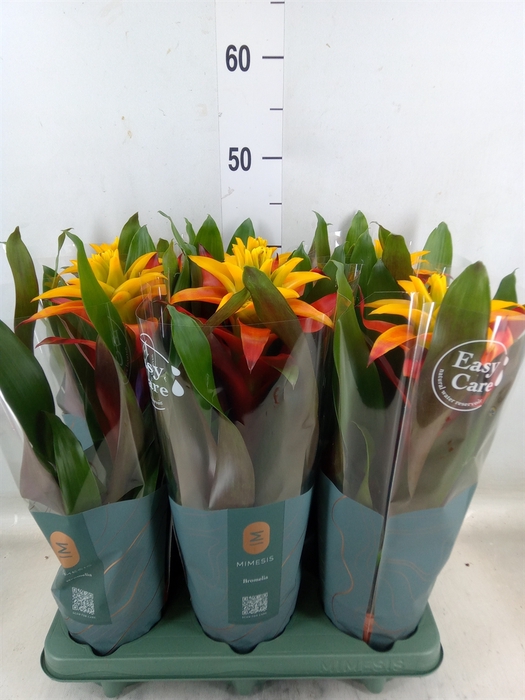 <h4>Guzmania  'Fiero Yellow'</h4>