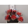 Jatropha P Firecrack