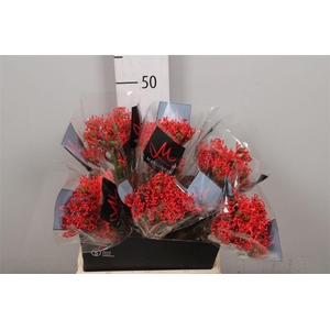 Jatropha P Firecrack