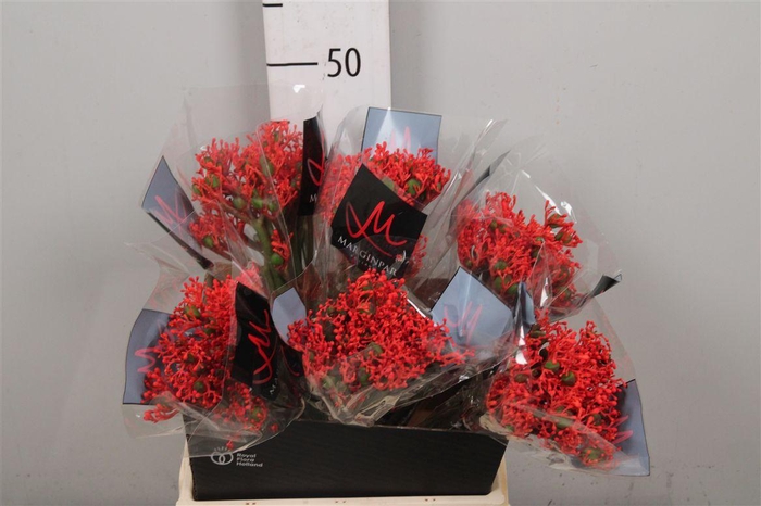 <h4>Jatropha P Firecrack</h4>