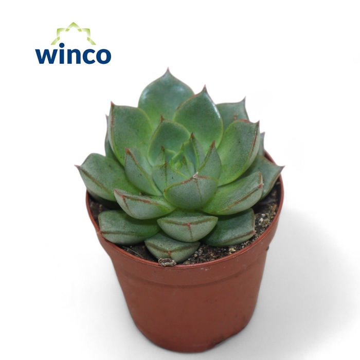 <h4>Echeveria Fabiola</h4>