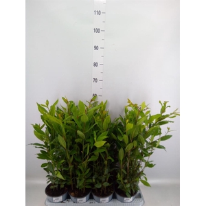 Laurus nobilis