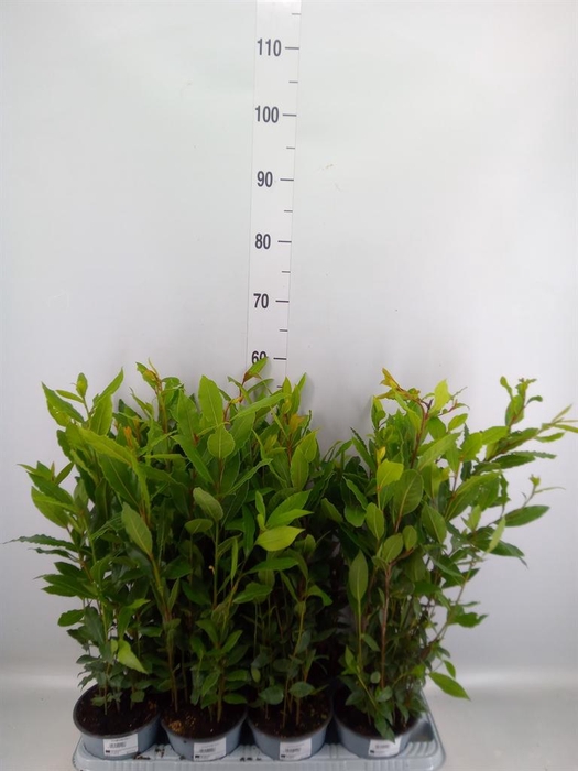 <h4>Laurus nobilis</h4>