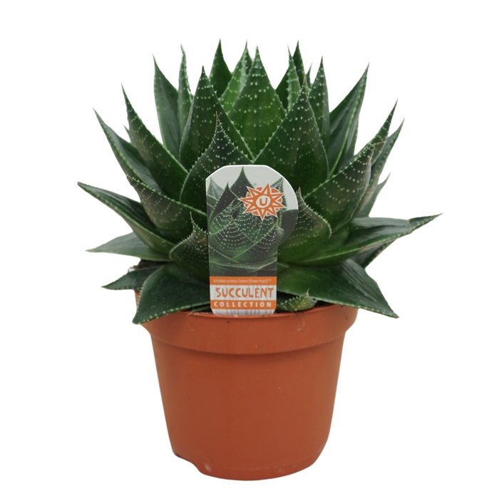 <h4>Aloe Cosmo</h4>