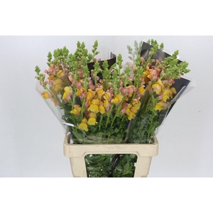 Antirrhinum Potomac Light Orange