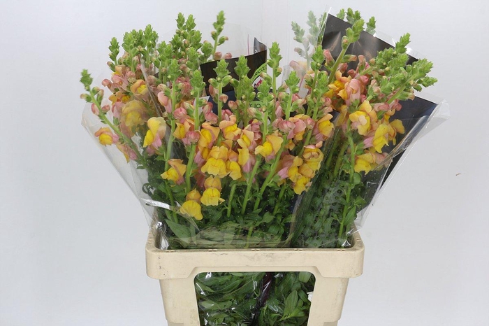 <h4>Antirrhinum Potomac Light Orange</h4>